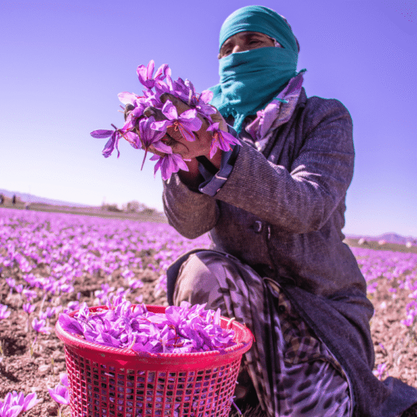 safran bazarlovers.com Reiner Negin-Safran aus Khorasan (Persien) in klassischer Khatam-Dose. Aromatisch, authentisch & elegant verpackt. bazarlovers.com